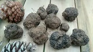 Trüf Mantarı -Siyah trüf-Perigord Truffle (Tuber melanosporum)Trüf Mantarı | Saklı Orman TRÜF AVI🍄