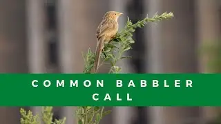 Common babbler call | Sound of the common babbler #shorts