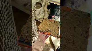 How to use a Lickmat (the right way)