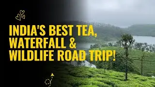 Driving Through Paradise: India's Best Tea, Waterfall & Wildlife Road Trip!