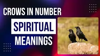 Number of Crows Meaning | What 1 to 9 Crows Really Mean Spiritually? #crows