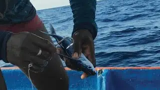 Tuna Fish Longline fishing new method And techniques USING FLYING FISH BAITS