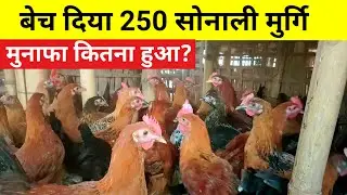बेच दिया 250 सोनाली मुर्गि,मुनाफा कितना हुआ?(Sonali murgi palan)