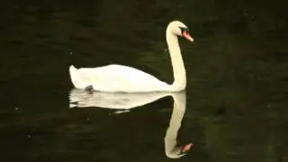 Swan Facts - Facts About Swans