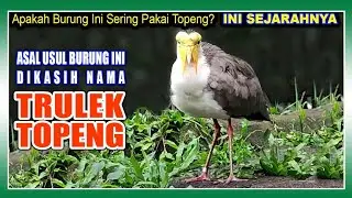 ASAL MULA BURUNG INI DINAMAIN TRULEK TOPENG