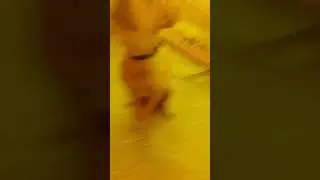 scoobys reel