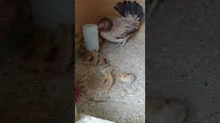 Stryker Whitehackle hen with chicks  I CHICKAT FUN
