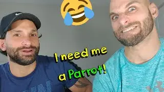 Parrots & Cockatiels Singing Hit Songs FUNNY BIRDS COMPILATION [REACTION]
