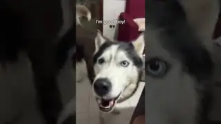 Husky has an italian accent but with subtitles 