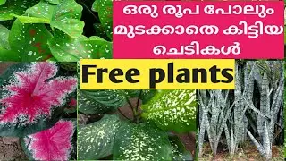 ഒരു രൂപ ചിലവില്ലാതെ കൈനിറയെ വിലകൂടിയ പ്ലാന്റ്സ് കിട്ടി/indoor plant/caladium plant hunting malayalam