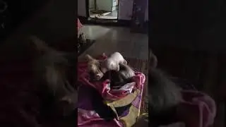 Hairless cat n dog relationship