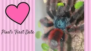 Caribena versicolor Pairing (Pixel's First Date!)