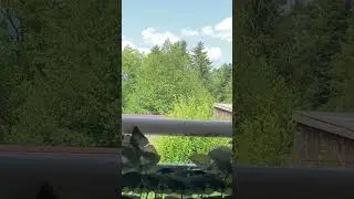 Male sparrow complaining with loud calls