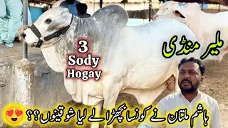 Malir Mandi Karachi Cattle Latest Rates Update | 13 January 2026 | Cow Mandi Karachi.  