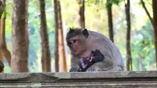 wow!! Jinx monkey need rest for health and feed milk on baby