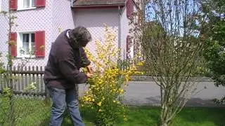 Tipps und Tricks zu Kerria