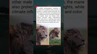 Incredible Lion Mane So Perfect It Looks Groomed &mdash; Nature&rsquo;s Power and Beauty Revealed!