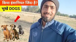 भूखे बेजुबानों की पुकार 😢 | Please Help The Poor