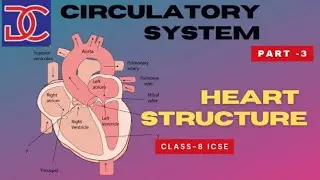 Class-8, ICSE, Biology, Circulatory system, Part -3,  structure of heart