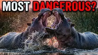 😱 This Animal Kills More Humans Than Lions | Hippo Reality