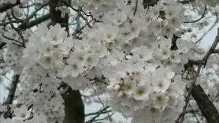 atsui sayonara - mayumi itsuwa