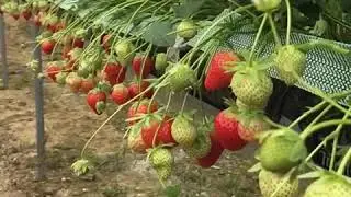Strawberry gutter tabletops and polytunnels