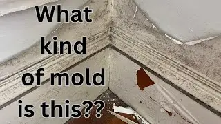 Sick House #1: Identify Mold and Order Petri Dish Testing