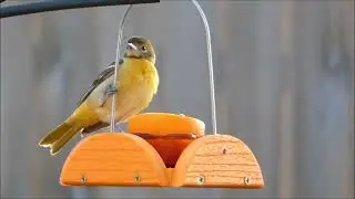 Orioles At Woodlink Going Green Bird Feeder - April 2023