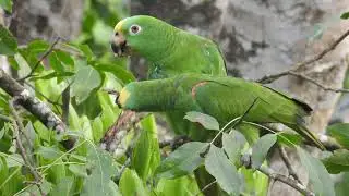 Wild Food: Parrots Sharing a Mamoncillo (Melicoccus bijugatus) | Loros Sanctuary, Colombia