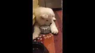 Fluffy Bear Cub Eating Ice
