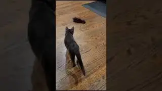 Any other ideas on remote control cat toys? #cat #kitten #catlover #animals #adorable #cats #toys