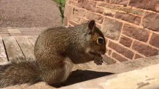 Sally and Cinnamon squirrel pop by for some peanuts.