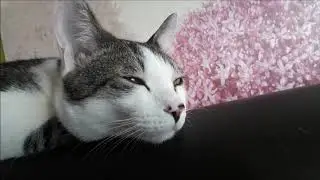 (cat bongdal)고양이 봉달 꼬리로 마사지 지휘중