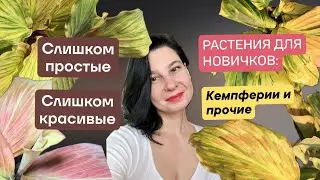 Растения для новичков. Неприхотливые растения. Кемпферии и прочие