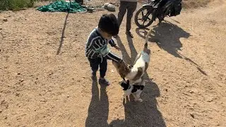 Gopi ke piche pade kutte🐕‍🦺🐕🐾🐾