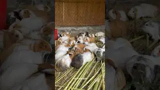 Guinea pigs and farm friends 🙂 #guineapigs #earthworms #farm #farmanimals #malinois #budgie#rabbit