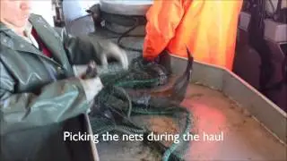 Turbot Fishing Offshore Newfoundland