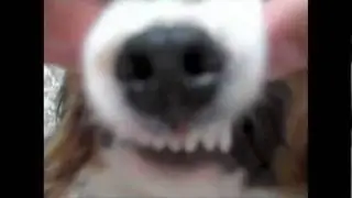 Gangsta Dog Talking Trash | LeaksTV