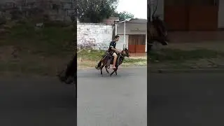 Caballo pony muy bonito