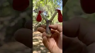 Survival Skills：Customized Slingshot &mdash; Kid-Friendly and Fun #outdoors #camping #bushcraft #survival