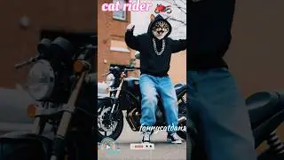 Fannycatdans #dhoom #ytshorts #sorts #music #movie #catsong #cat rider