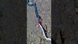 Malayan Blue Coral snake #facts