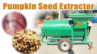 How to Extract Pumpkin Seeds with Ease: Pumpkin Seed Extractor Tutorial #pumpkin #farming