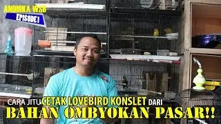 Belajar Lovebird : Cetak Lovebird KONSLET!! Dari Burung BAHAN OMBYOKAN PASAR