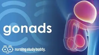 Gonads - Nursing Study Buddy Video Library