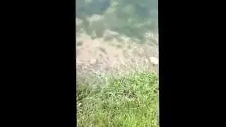 My Trout caught at the Pequest Trout Hatchery. It's a rainbow.