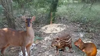 &eacute; s&oacute; abate top , serva t&aacute; armada , muita pisada de bichos , paca , cutia e veado #ca&ccedil;a #natureza