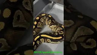 Our Hold back BH YB Special Het Clown growing up very nicely! | Snake short | Ball Python Breeding