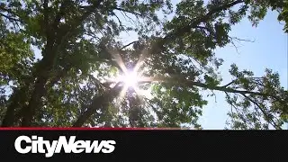 Alberta Wildfire braces for hot start to the long weekend