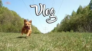 VLOG | Lanamon, Again Reihe, Kauf-Fails und das Buch das nicht mir gehören soll | Canis Minor Art